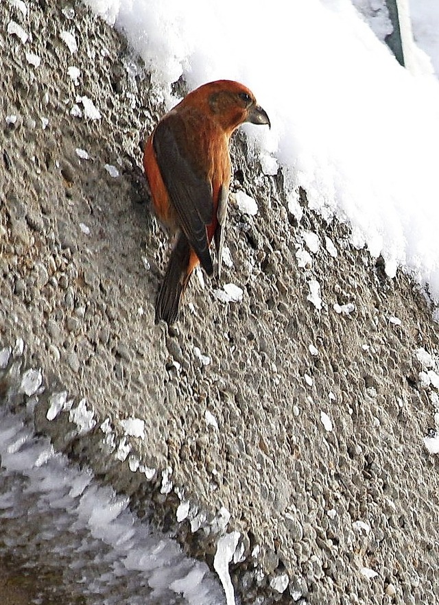 Auf Straen  oder wie hier an einer Un...zschnabel im Winter nach Mineralien.    | Foto: Hessner (Nationalpark)