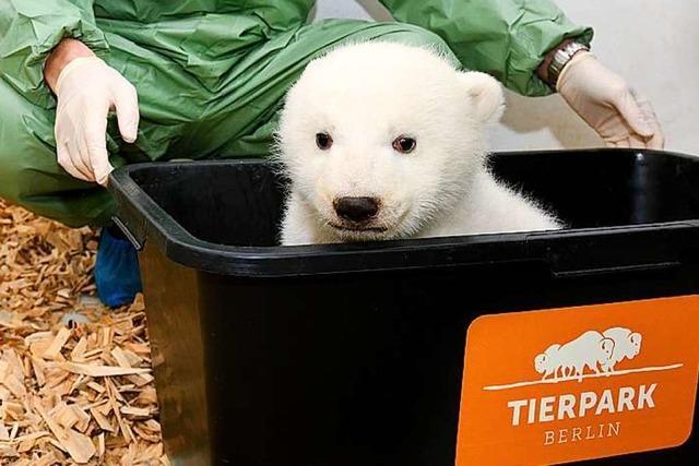 Das Eisbärenbaby im Berliner Zoo ist ein Mädchen