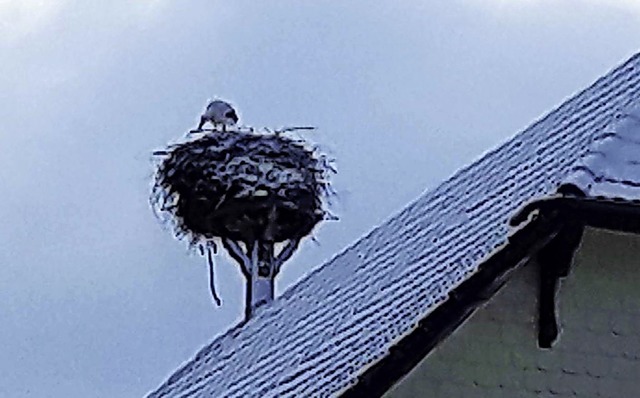 Frher als erwartet bezog der Weistor...rtier in seinem Nest in Wolterdingen.   | Foto: Anita Reichart