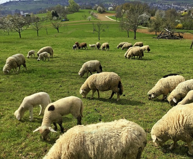 Schafe weiden zu lassen, sei die ideal... Mhmethode, schreibt Heidrun Wahler.   | Foto: Wahler