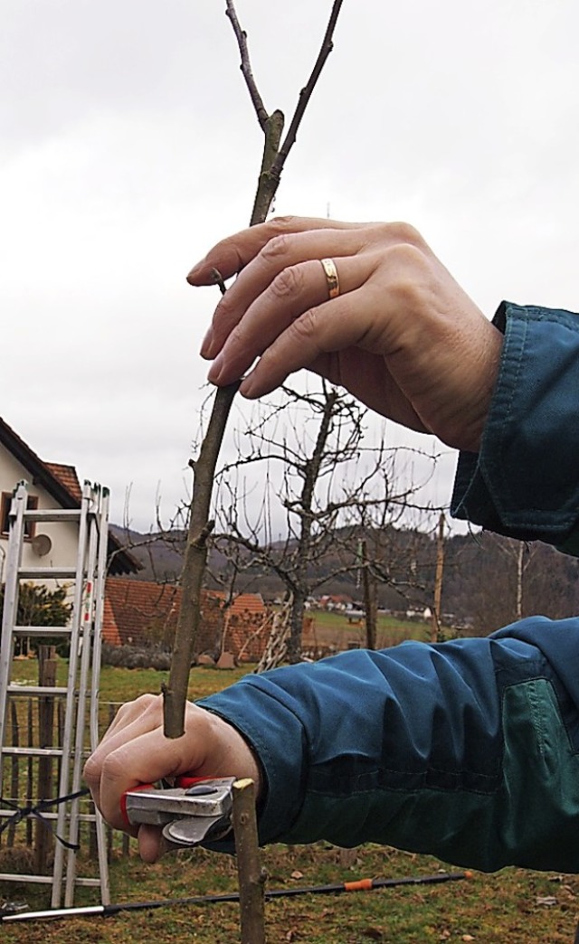 Der Trieb eines Birnbaums wird zurckg... spter auch einmal Fruchtholz bildet.  | Foto: Gabriele Poppen
