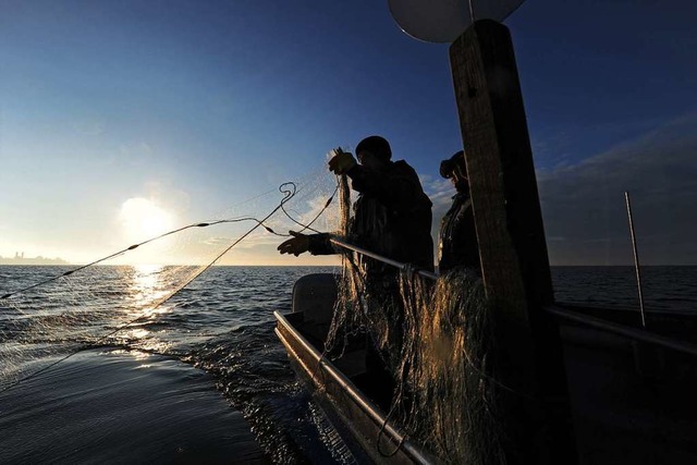 So wenig Fische wie nie seit Beginn de...erufsfischer aus dem Bodensee gezogen.  | Foto: dpa