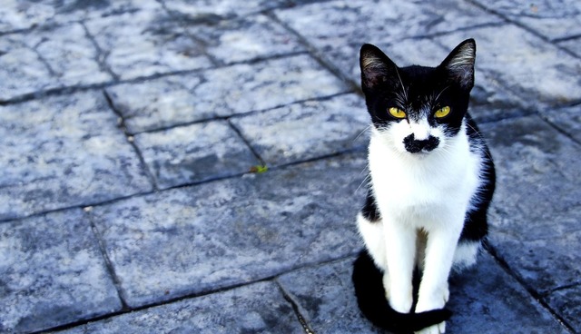 Cat with black mustache.  | Foto: stock.adobe.com