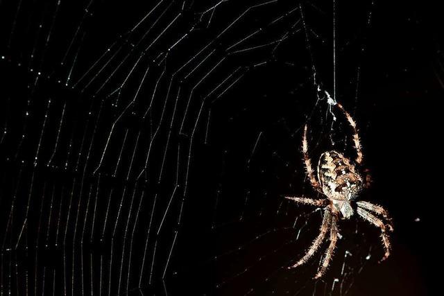 Warum kleben Spinnen nicht am eigenen Netz fest?