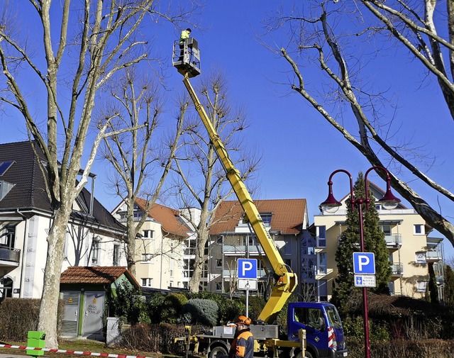 Auch an den Platanen am Neutorplatz wu... Tage Baumpflegearbeiten vorgenommen.   | Foto: Agnes Pohrt
