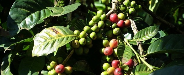 Aus diesen Beeren wird spter einmal guter Kaffee.   | Foto: dpa/Fritsch