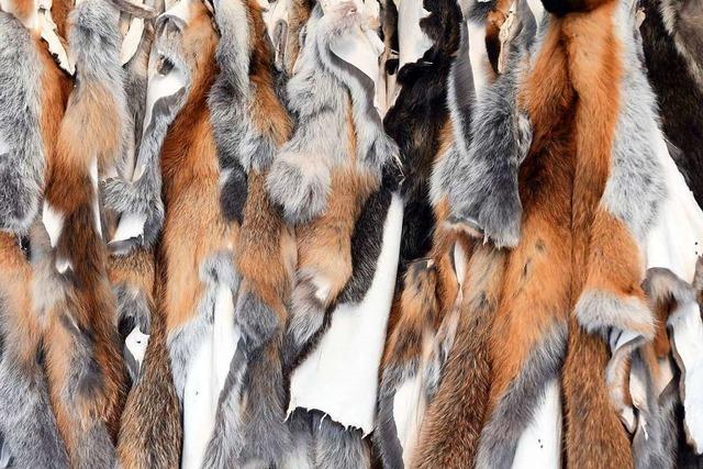 Pelze aus heimischer Jagd sind gefragt – auch bei Fasnachtsvereinen