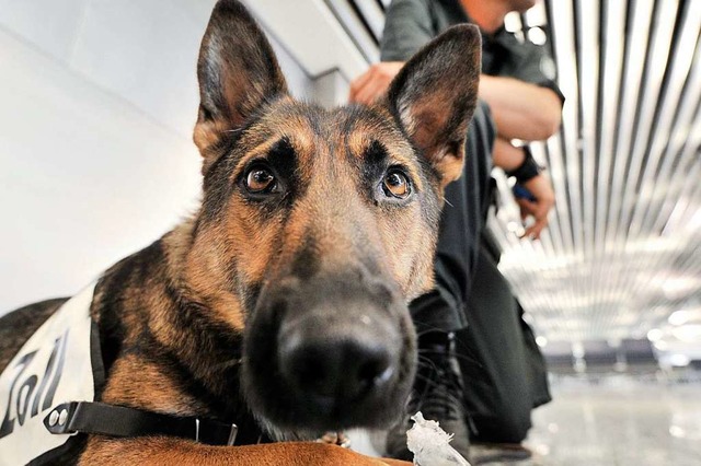 Auch ein Drogensuchhund war am Einsatz beteiligt (Symbolbild).  | Foto: dpa