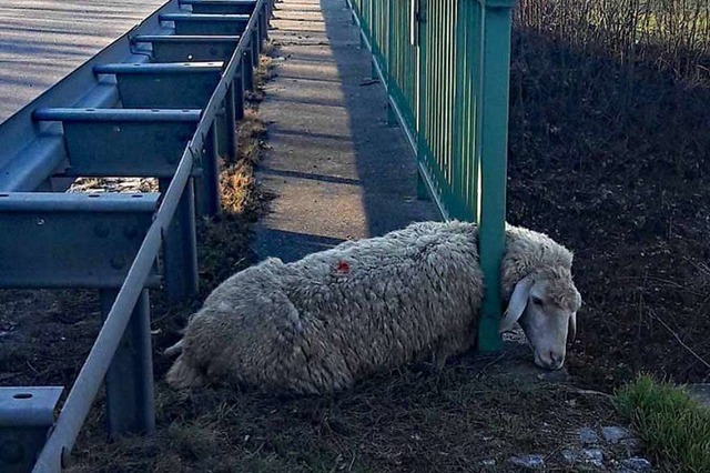 Unbeweglich verharrte dieses Schaf am ...einer misslichen Situation an der B31.  | Foto: Polizei Freiburg