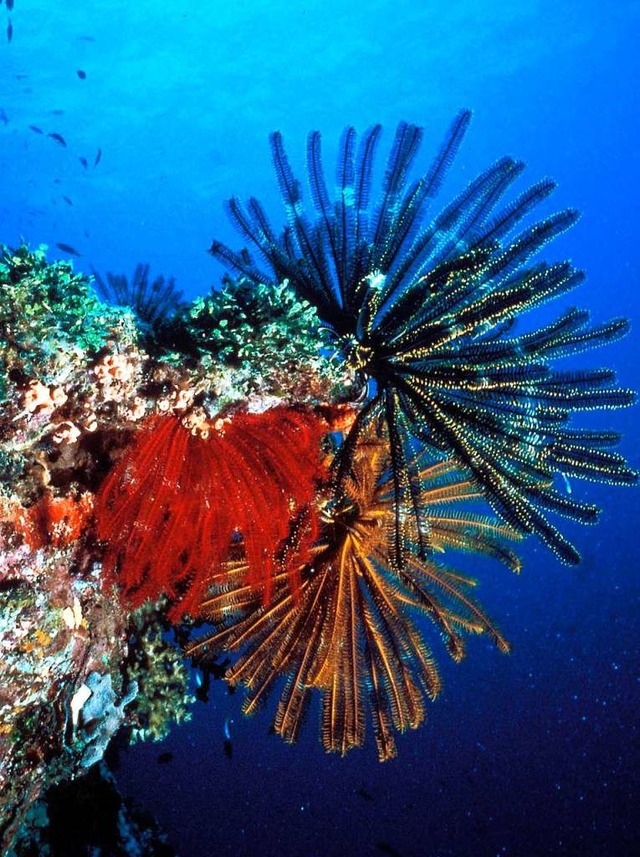 Farbenprchtiger Korallenbewuchs am Gr...rrier Reef vor der Kste Australiens.   | Foto: dpa