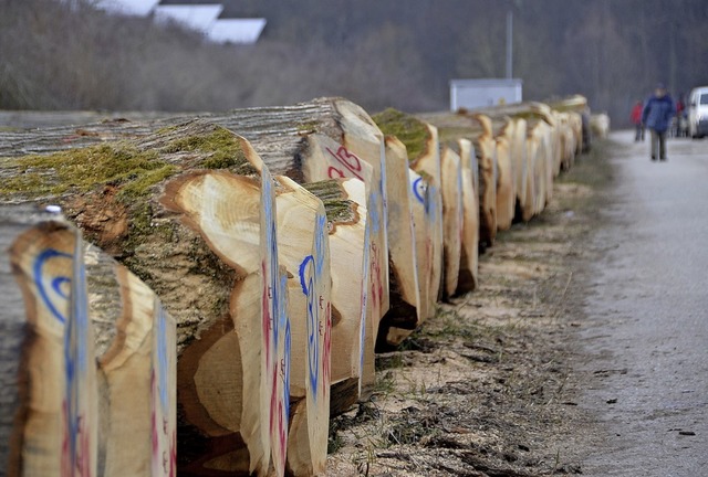 Auch die Eiche ist laut Ulrich Kohnle ...Holzauktion  im Offenburger Stadtwald.  | Foto: hr