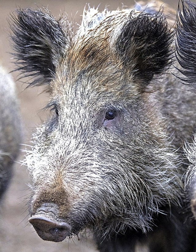 Zur  Drre im Jahr 2018 kamen noch Sch...chweine auf stdtischen Flchen hinzu.  | Foto: dpa