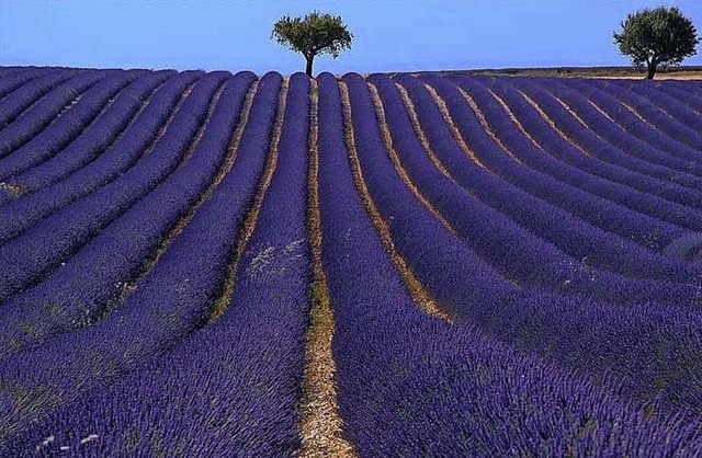Ein Lavendelfeld im Sden Frankreichs  | Foto: Manfred Hammes