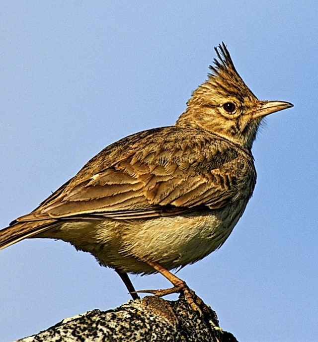 Bodenbrter, wie Lerchen, sollen geschtzt werden.    | Foto: Mahlke