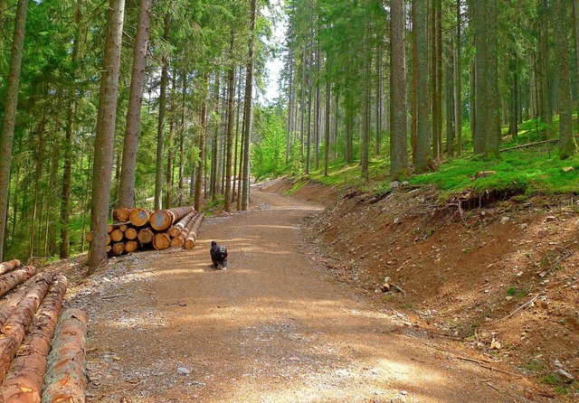 Die Waldflurneuordnung wird, wie zwisc...nnten nach den Sommerferien beginnen.   | Foto: Eva Korinth