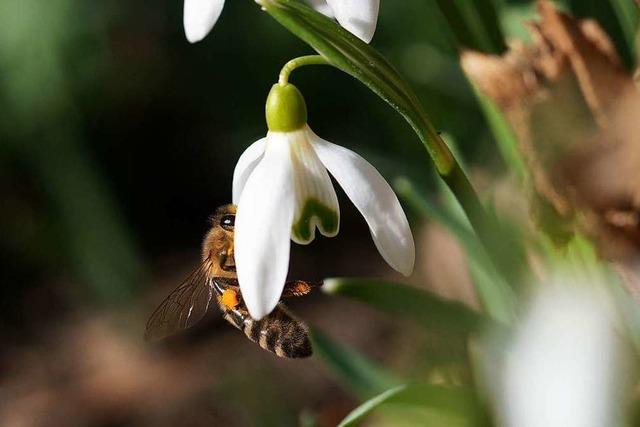 Biene auf Schneeglöckchen im Februar in Betzenhausen