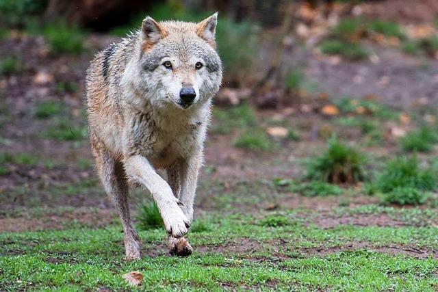 Ausgebrochener Wildpark-Wolf womglich in Baden-Wrttemberg berfahren