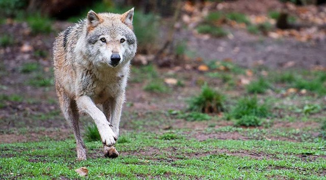 Ein europischer Wolf  | Foto: dpa