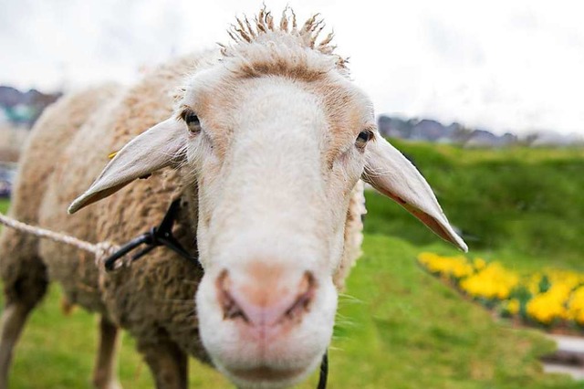 Ein Schaf samt Lamm war auf Streifzug in Rheinfelden  | Foto: dpa