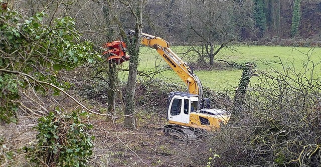 Dort, wo der Wald stand, sollen &#8211...hrde &#8211;  wieder Bume  wachsen.   | Foto: Langelott