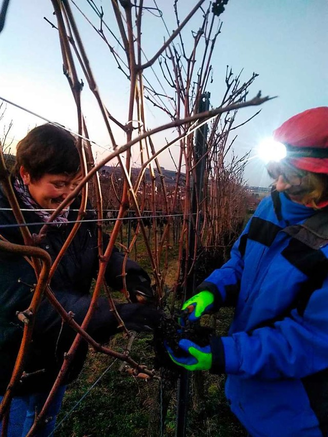 Helferinnen bei der Ernte der Trockenbeerenauslese  | Foto: Hubert Rderer