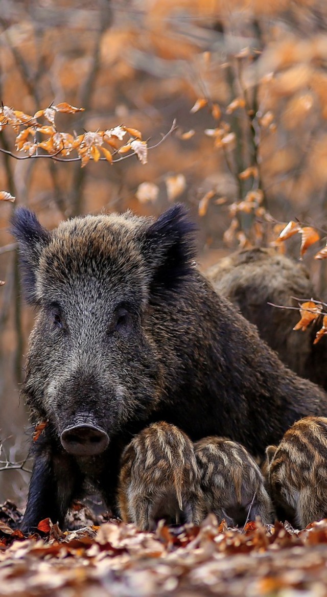 Wildschweine kommen  den Menschen  nahe.  | Foto: Adobe.com