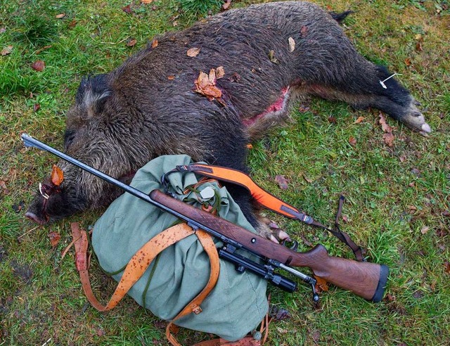 Der Bestand an Wildschweinen im Land ist  sehr hoch.  | Foto: dpa