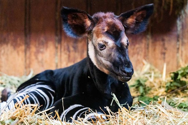 Okapibaby Quenco  | Foto: Zoo Basel (Torben Weber)