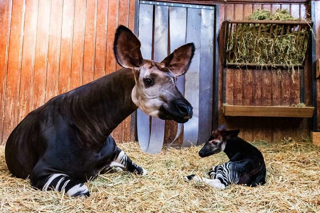 Okapibaby Quenco  | Foto: Zoo Basel (Torben Weber)