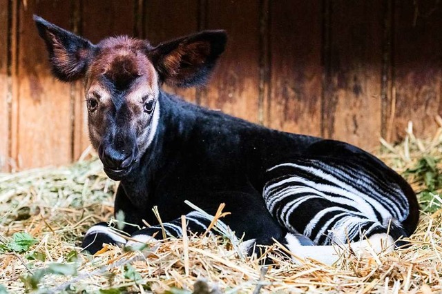 Okapibaby Quenco  | Foto: Zoo Basel (Torben Weber)