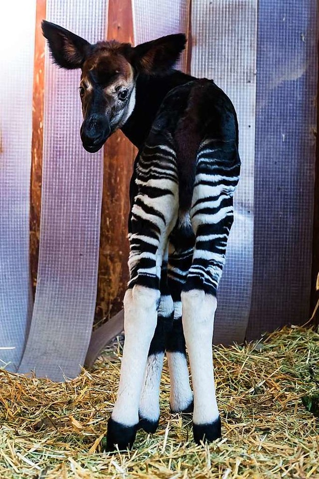 Okapibaby Quenco  | Foto: Zoo Basel (Torben Weber)