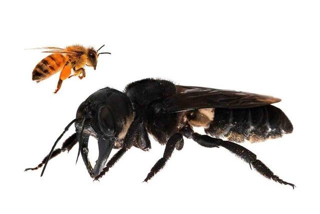 Größte Biene der Welt nach fast 40 Jahren wieder gesichtet