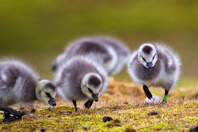 Nonnenganskken, die auf Wiesen mit Sc... schlechter klar als ihre Artgenossen.  | Foto: Brigitte Schloegl