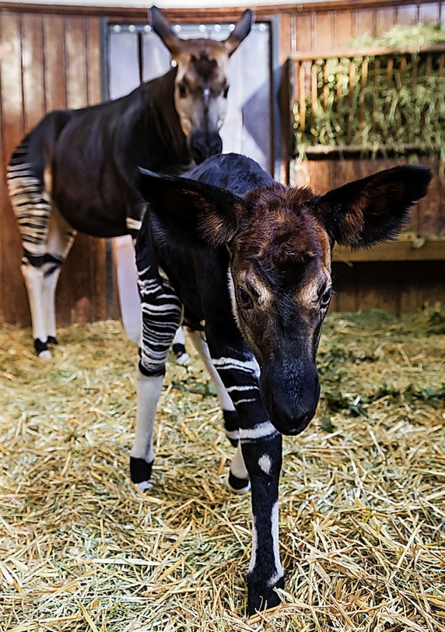 Quenco, mit Mutter Ebony im Hintergrund, ist ein neugieriges Okapi.   | Foto:  Zoo Basel/Weber