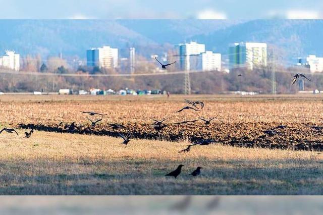 Brgerentscheid Dietenbach: Freiburg sagt ja zu Dietenbach