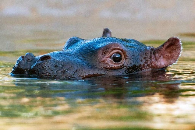 Ein Flusspferdjunges in Afrika &#8211;... seine Art ist vom Aussterben bedroht.  | Foto: Tim Brakemeier