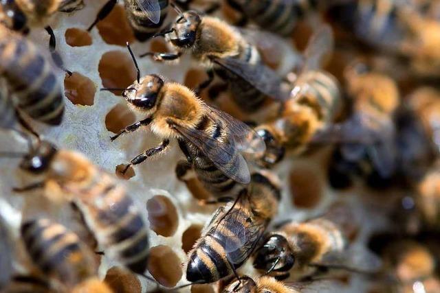 Warum sind Bienen wichtig?