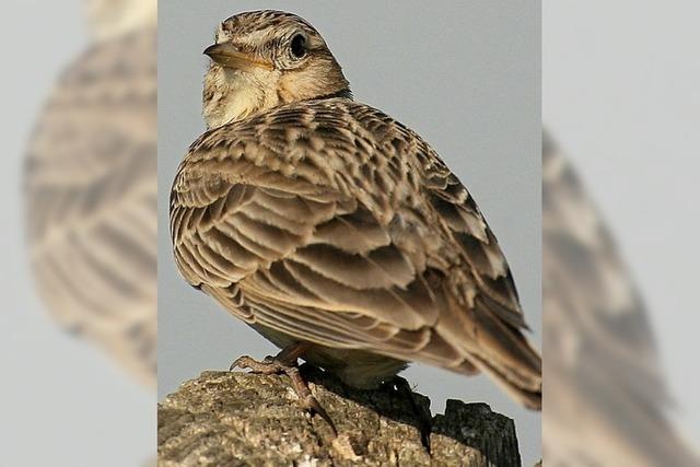 Nabu-Vortrag über den Vogel des Jahres