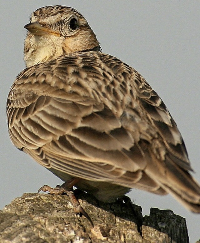 Der Bestand an Feldlerchen ist in Deutschland rcklufig.   | Foto: dpa