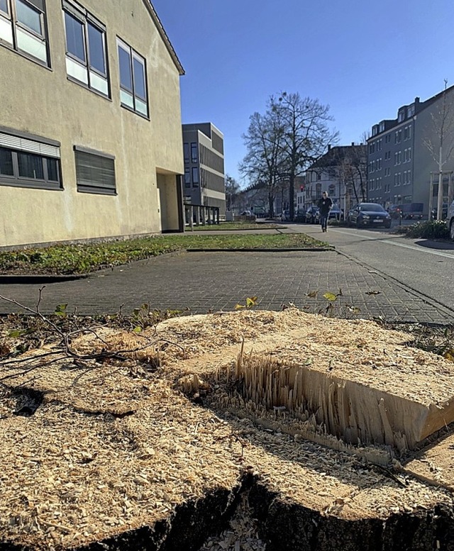 Ein Schattenspender weniger: Gefllte ...er Gewerbeschule an der Moltkestrae.   | Foto: Seller