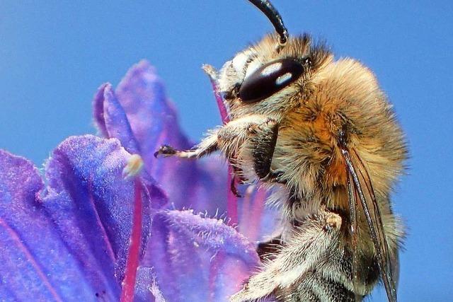Auch in Baden-Württemberg werden bald Unterschriften für Bienen gesammelt