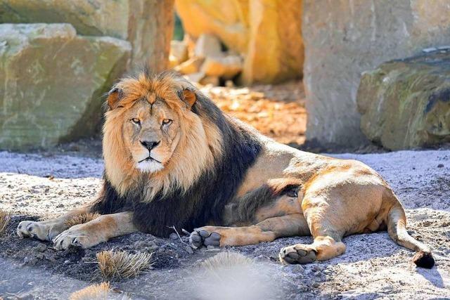 Der Heidelberger Zoo hofft auf Nachwuchs bei den Berberlwen