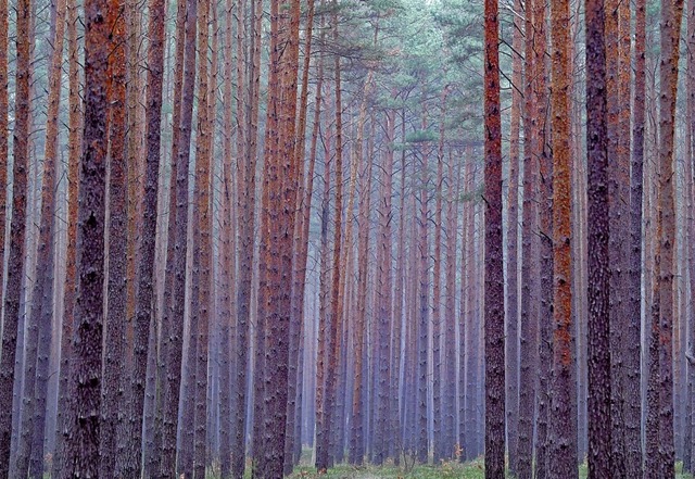 Der Bannwald bei Wehr geniet einen h...n Status wie sonst Naturschutzgebiete.  | Foto: Symbolbild: Patrick Pleul (dpa)