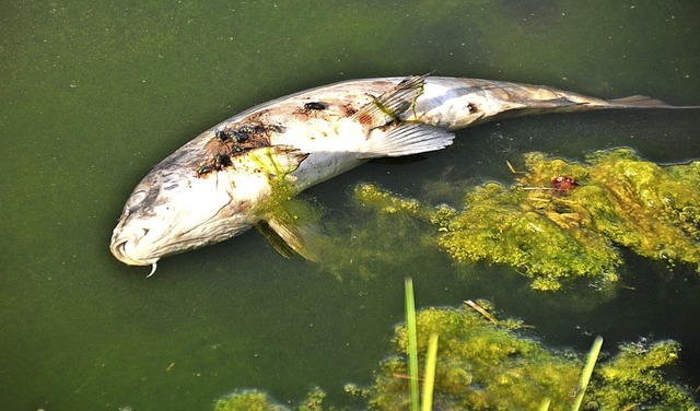 Vielen Fischen &#8211; hier beim Golfp...urde der heie Sommer zum Verhngnis.   | Foto: Archivbild: Nicolai Kapitz