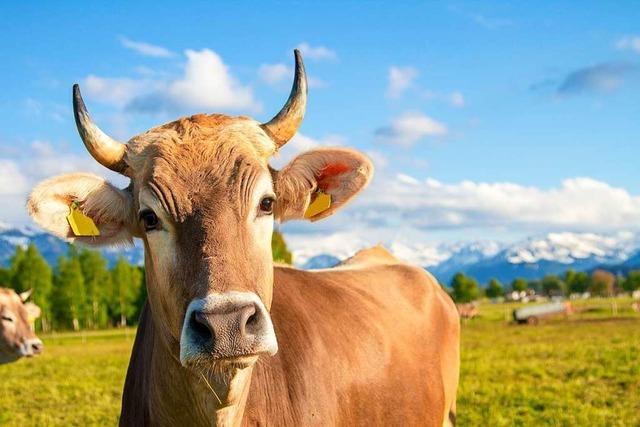 Tinder für Rinder: In Großbritannien werden Kühe per Dating-App vermittelt