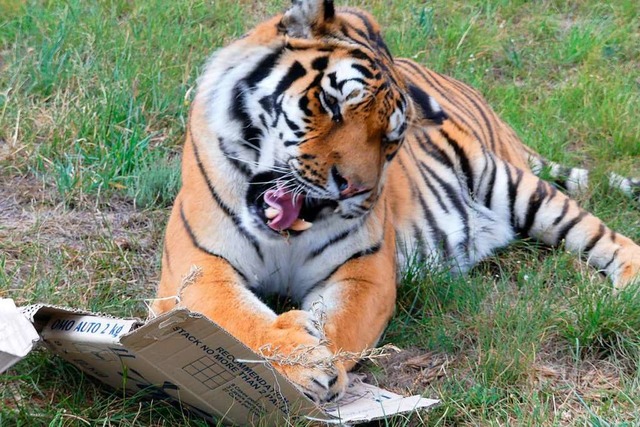 Tigerin Riwa beschftigt sich mit ihrem Spiel-Paket.  | Foto: Silke Eisfeld 
