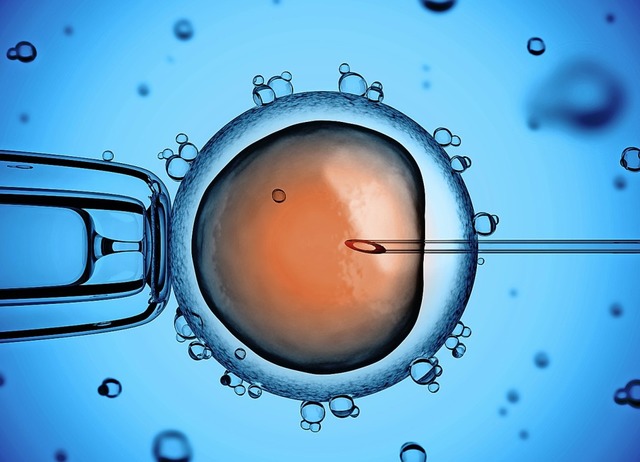 Eine Eizelle wird mit Spendersamen befruchtet.   | Foto: Adobe.com