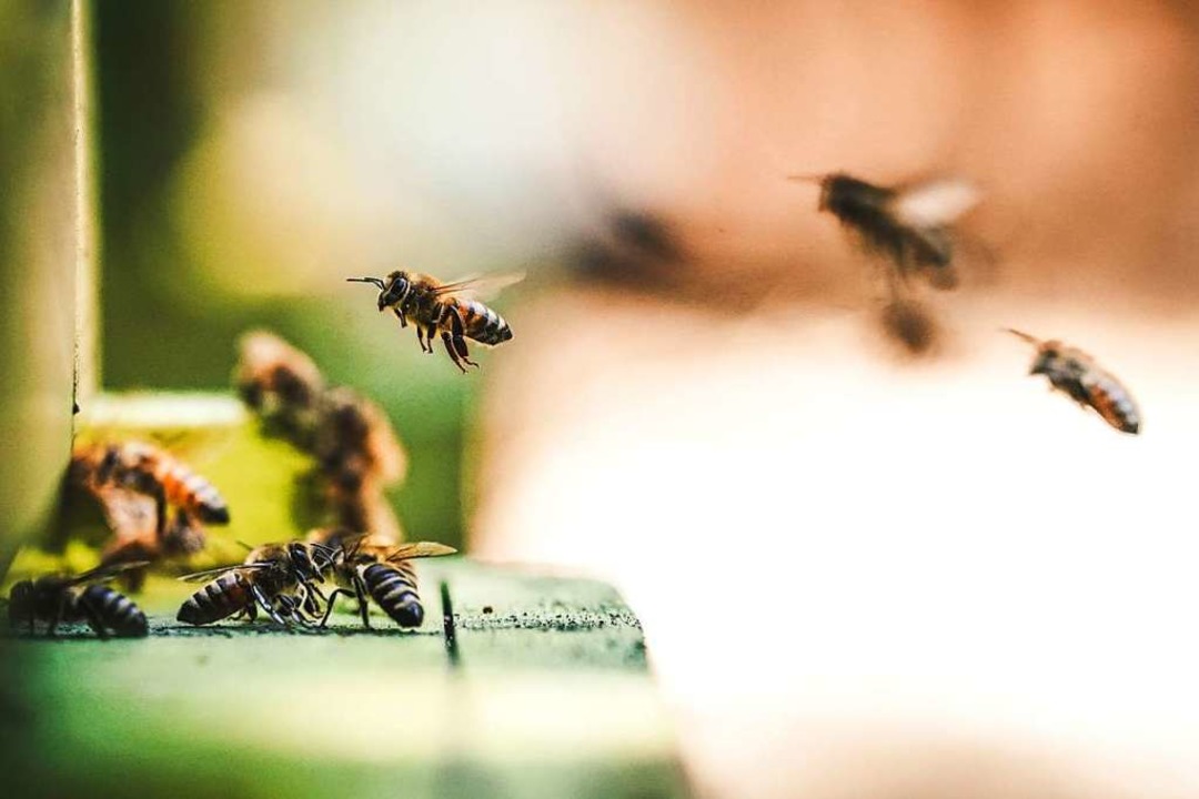 Summ, Bienchen, Summ!  | Foto: Eric Ward (unsplash.com)