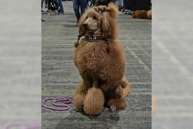 Internationale Rassehunde- und Edelkatzen-Ausstellung