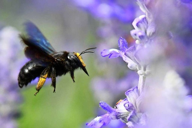 Rettet die Bienen, so lautet die Forderung aus Bayern.  | Foto: dpa